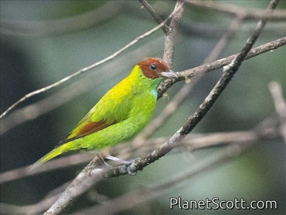 Rufous-winged Tanager (Tangara lavinia)