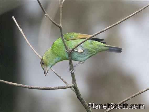 Rufous-winged Tanager (Tangara lavinia) - Female