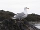 Glaucous-winged Gull (Larus glaucescens)