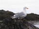 Western Gull