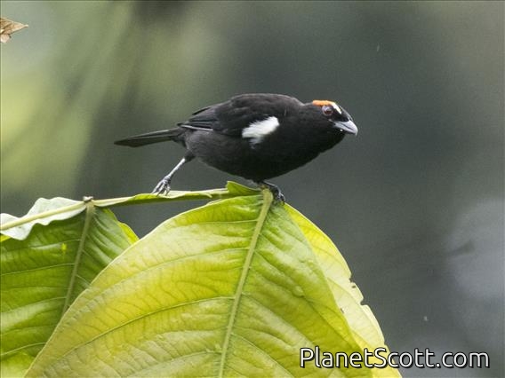 Scarlet-browed Tanager (Heterospingus xanthopygius) - Male