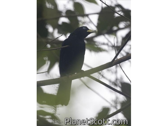 Scarlet-rumped Cacique (Cacicus uropygialis)