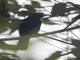 Scarlet-rumped Cacique (Cacicus uropygialis)