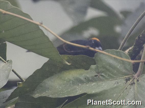 Tawny-crested Tanager (Tachyphonus delatrii)