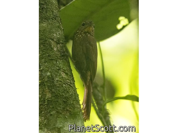 Wedge-billed Woodcreeper (Glyphorynchus spirurus)