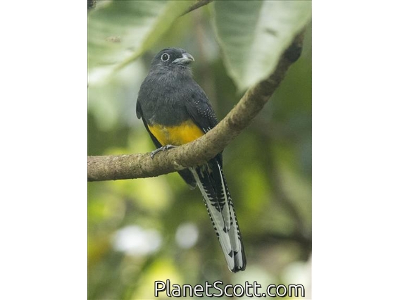 White-tailed Trogon (Trogon chionurus)