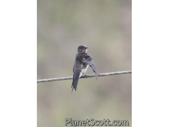 White-thighed Swallow (Atticora tibialis)