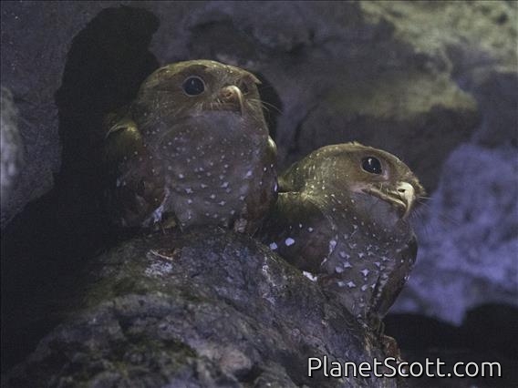 Oilbird (Steatornis caripensis)
