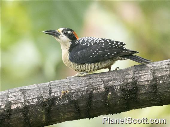 Black-cheeked Woodpecker (Melanerpes pucherani)