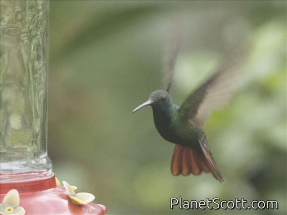 Black-throated Mango (Anthracothorax nigricollis) - Male