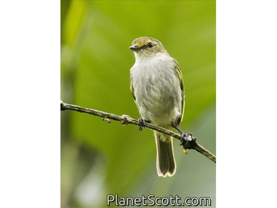 Choco Tyrannulet (Zimmerius albigularis)