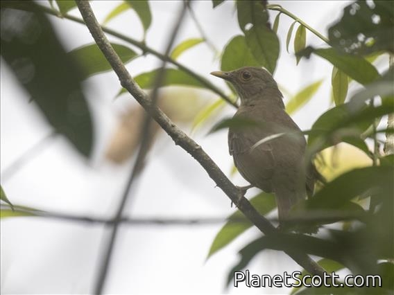 Ecuadorian Thrush (Turdus maculirostris)