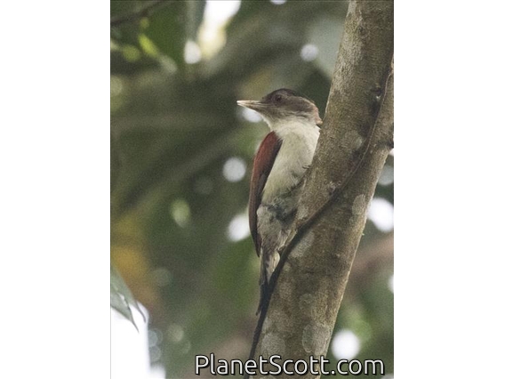 Scarlet-backed Woodpecker (Veniliornis callonotus)