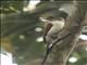 Scarlet-backed Woodpecker (Dryobates callonotus)