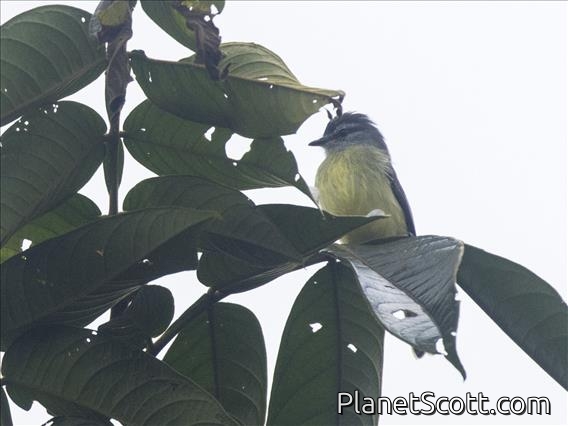 Sooty-headed Tyrannulet (Phyllomyias griseiceps)