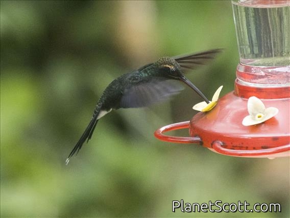 White-whiskered Hermit (Phaethornis yaruqui)