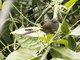 Azara's Spinetail (Synallaxis azarae)