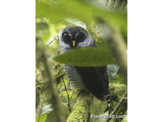 Black-and-white Owl (Strix nigrolineata)