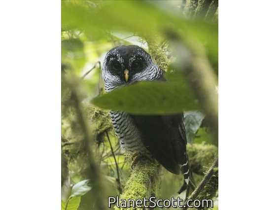 Black-and-white Owl (Strix nigrolineata)