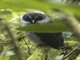 Black-and-white Owl (Strix nigrolineata)
