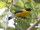 Black-chinned Mountain-Tanager (Anisognathus notabilis)