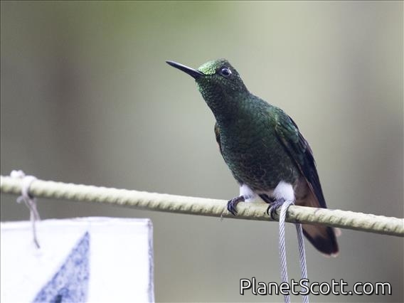 Buff-tailed Coronet (Boissonneaua flavescens)