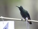 Buff-tailed Coronet (Boissonneaua flavescens)