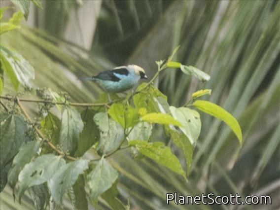 Metallic-green Tanager (Tangara labradorides)