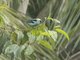 Metallic-green Tanager (Tangara labradorides)