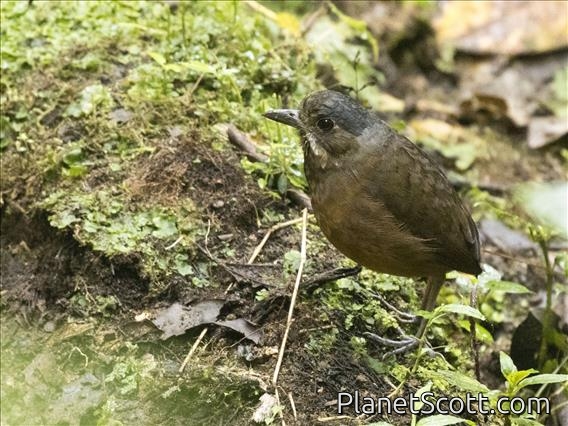 Moustached Antpitta (Grallaria alleni)