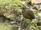 Moustached Antpitta (Grallaria alleni)