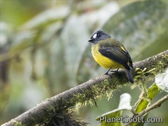 Ornate Flycatcher (Myiotriccus ornatus)