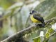 Ornate Flycatcher (Myiotriccus ornatus)