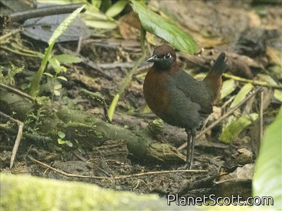 Rufous-breasted Antthrush (Formicarius rufipectus)
