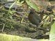 Rufous-breasted Antthrush (Formicarius rufipectus)