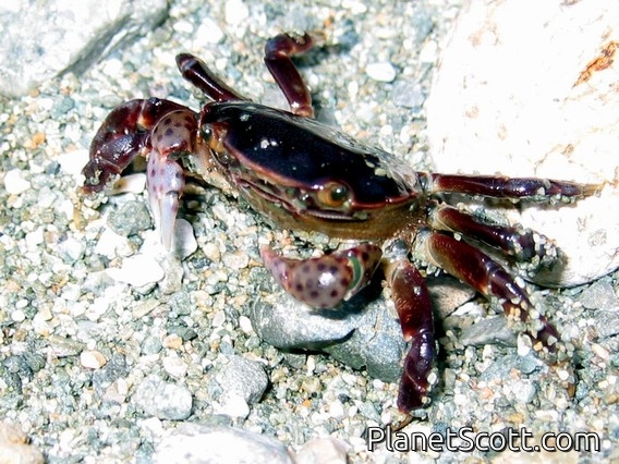 Crab, Gwaii Haanas National Park