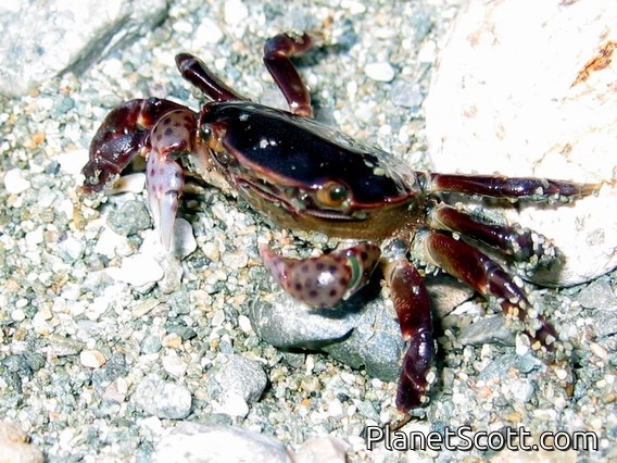 Purple Shore Crab (Hemigrapsus nudus)