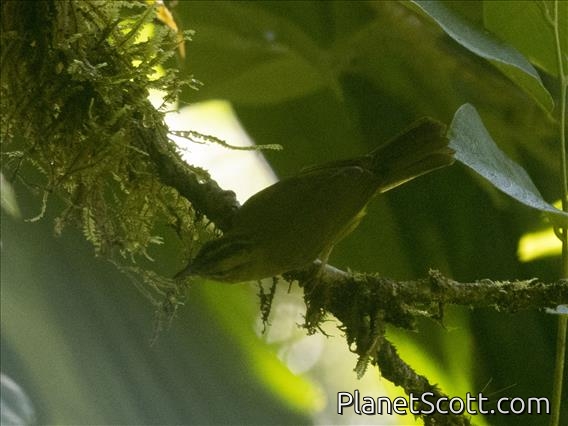 Choco Warbler (Myiothlypis chlorophrys)
