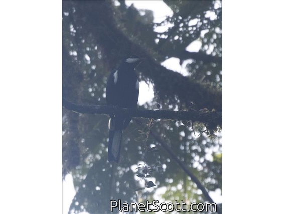 Black Solitaire (Entomodestes coracinus)
