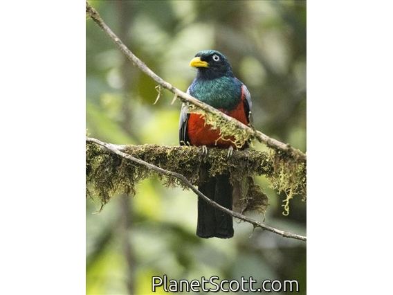 Blue-tailed Trogon (Trogon comptus)