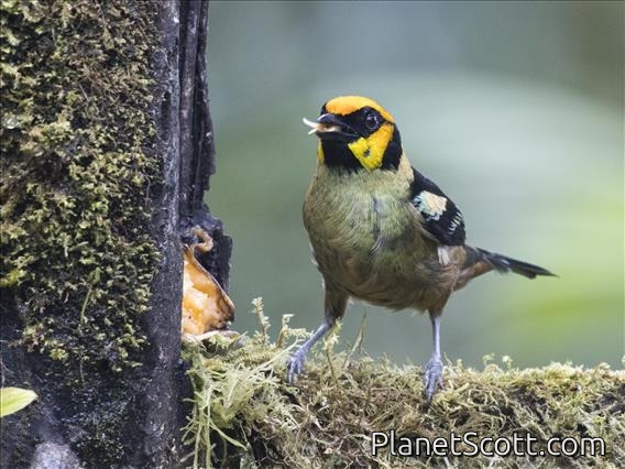 Flame-faced Tanager (Tangara parzudakii)