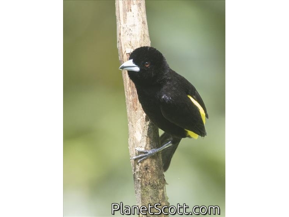 Flame-rumped Tanager (Ramphocelus flammigerus)