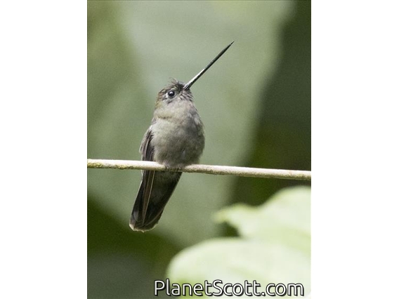Green-fronted Lancebill (Doryfera ludovicae)