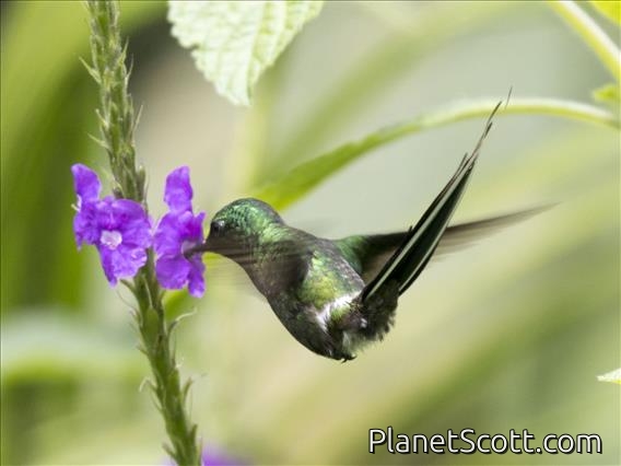 Green Thorntail (Discosura conversii)