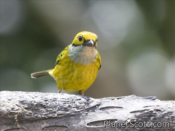 Silver-throated Tanager (Tangara icterocephala)