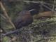 South American Leaftosser (Sclerurus obscurior)