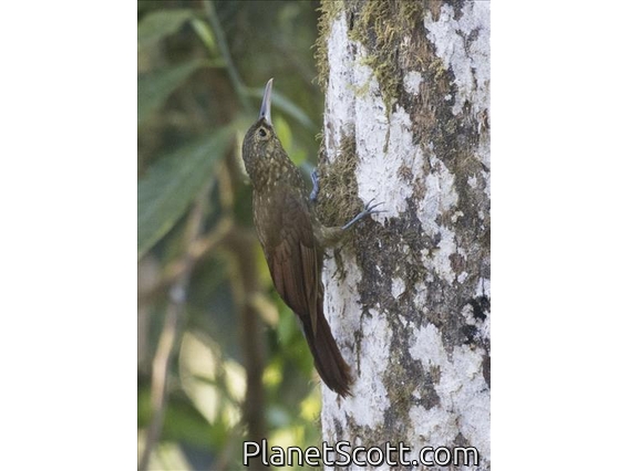 Spotted Woodcreeper (Xiphorhynchus erythropygius)