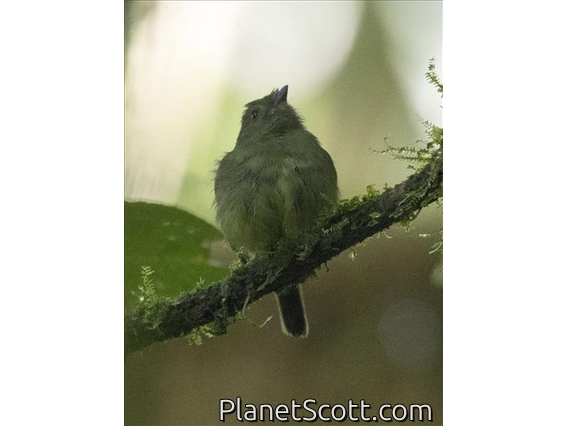 Uniform Antshrike (Thamnophilus unicolor)