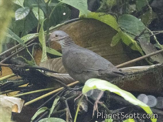 White-throated Quail-Dove (Zentrygon frenata)