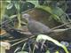 White-throated Quail-Dove (Zentrygon frenata)